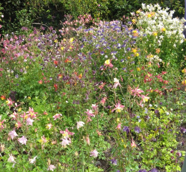 0 nursery rows in flower 2012IMG_0612 - Copy.jpg