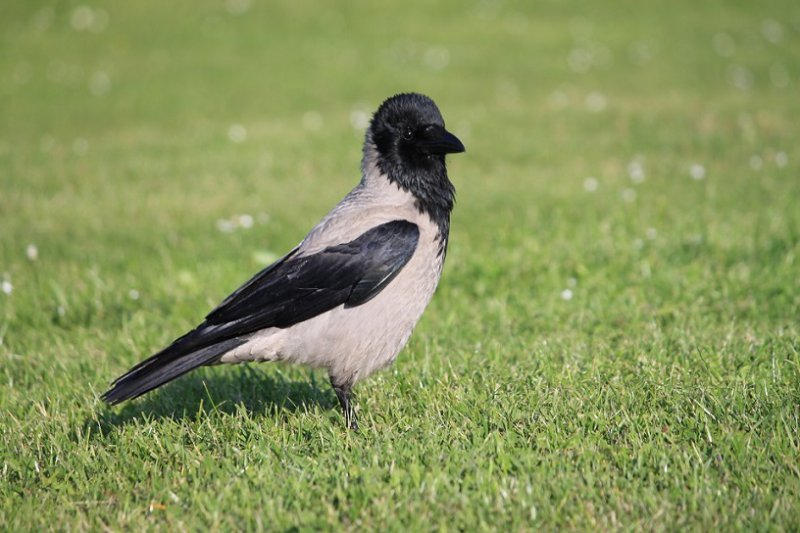 010 'Hooded Crow'.JPG