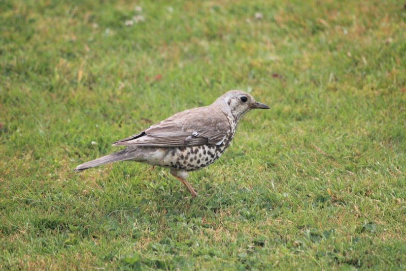 011 Mistle Thrush (1).JPG