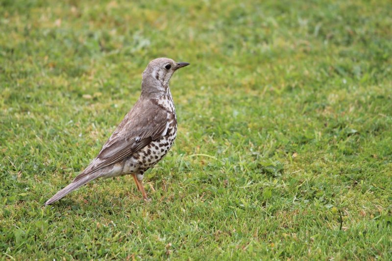 012 Mistle Thrush (2).JPG