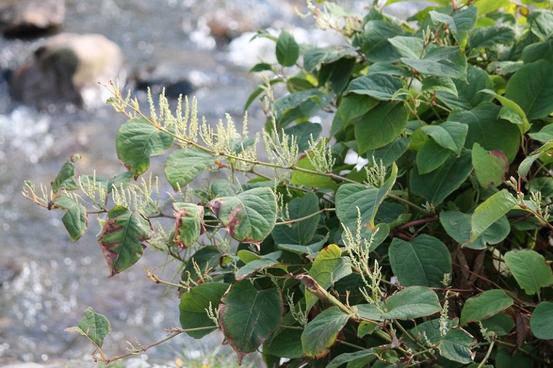 022 Japanese Knotweed.JPG