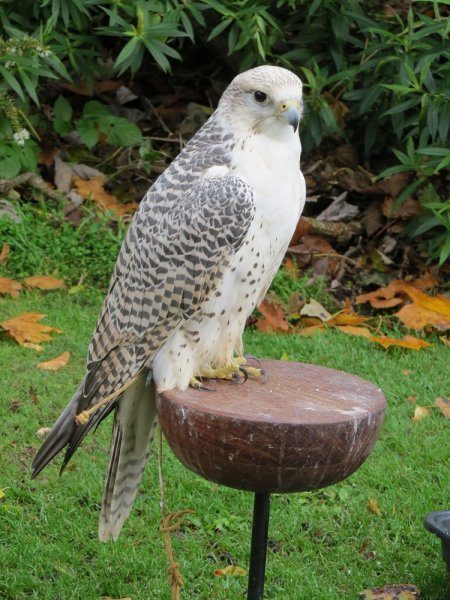 024 Gyrfalcon.JPG