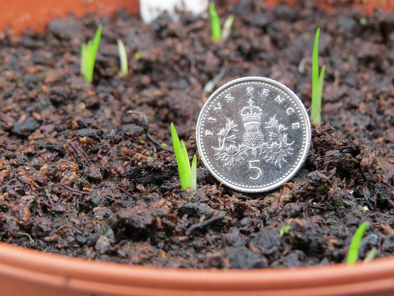 025 Iris 'Pacific Coast' Seedlings (1).JPG