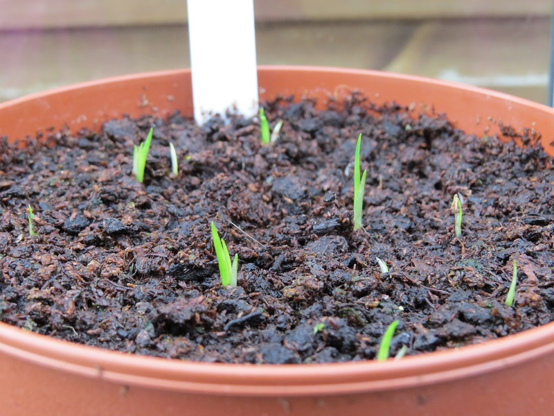 026 Iris 'Pacific Coast' Seedlings (2).JPG