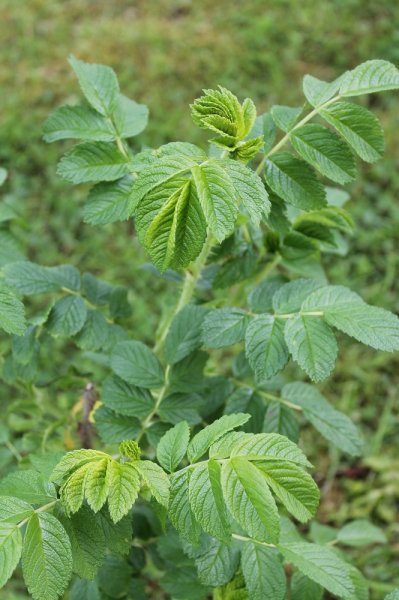 034 Rosa Rugosa.JPG