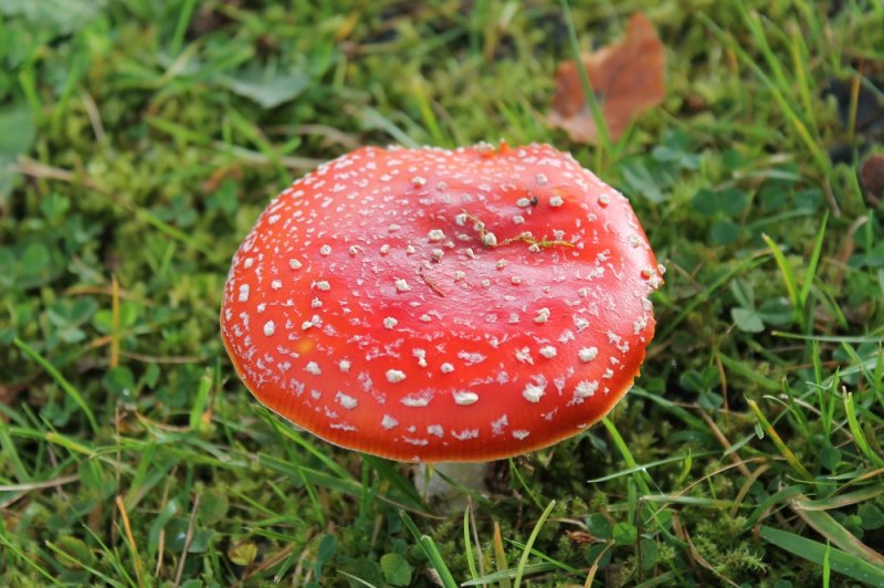 039 'Fly Agaric'.JPG