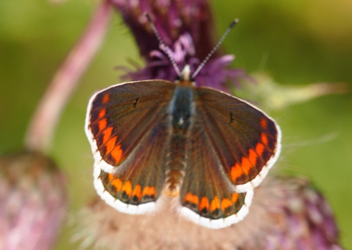 1.08brown argus.jpg