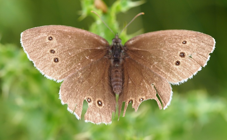 1.08ringlet top.jpg