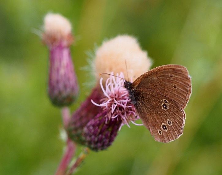 1.8ringlet.jpg