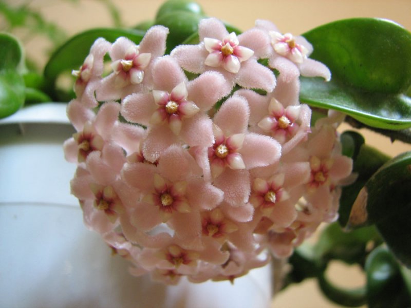 1-hoya_carnosa.jpg