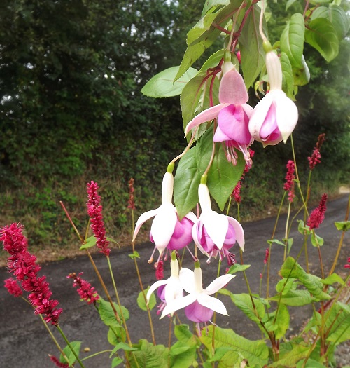 1 Persicaria and F.jpg