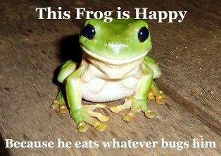 1-this_frog_is_happy_because_he_eats_whatever_bugs_him__2013-07-02.jpg