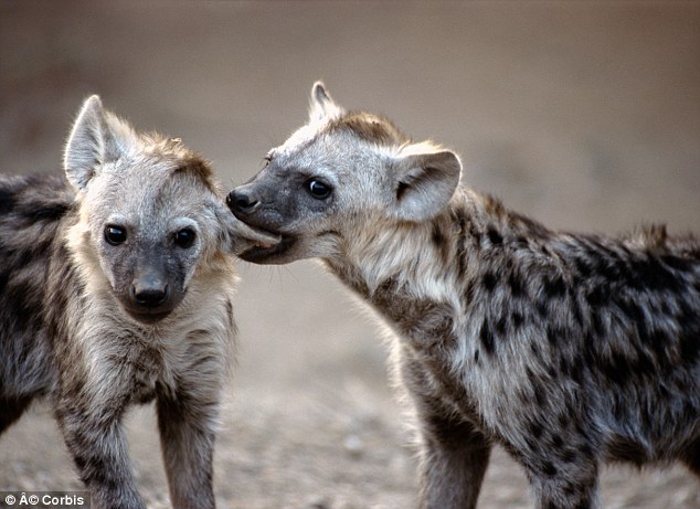 1412348243376_wps_20_Biting_Spotted_Hyena_Imag.jpg