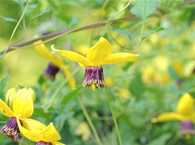 1_clematis-tangutica.jpg