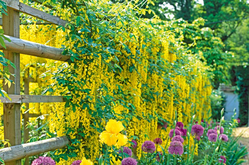 1a-climber-on-fence.jpg