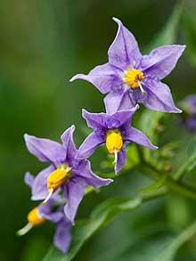 1a Solanum-Crispum_1665108f.jpg