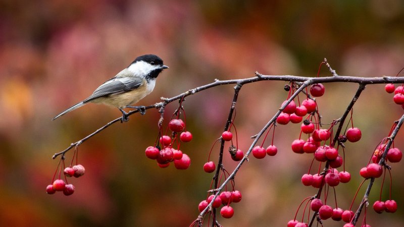 1bird_chickadee_titmouse_branch_berries_autumn_78640_1920x1080.jpg