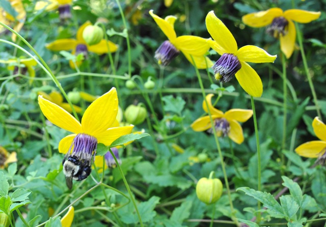 1clematis-tangutica.jpg