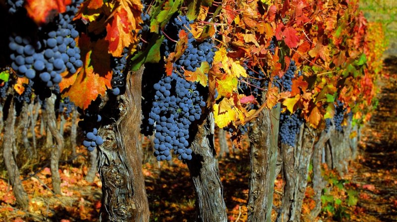 1grapes_trees_crop_autumn_clusters_leaves_fruit_5852_1366x768.jpg