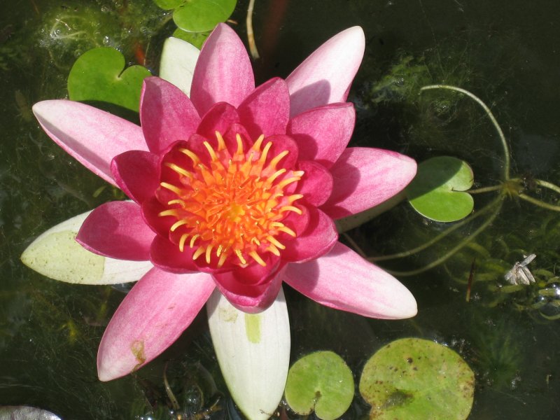 1st waterlily flower 002.JPG