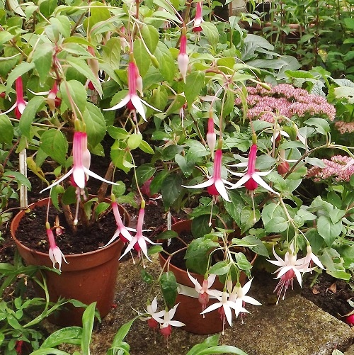 2 Fuchsias.jpg