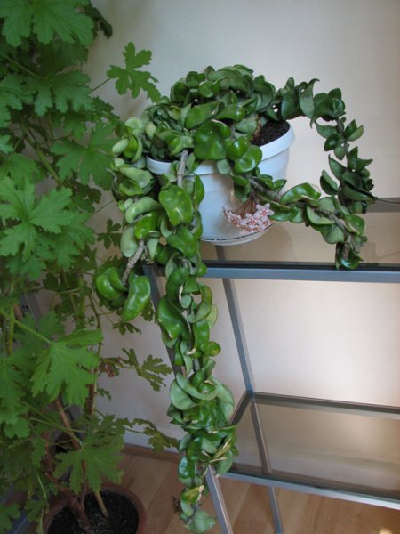 2-hoya_carnosa.jpg