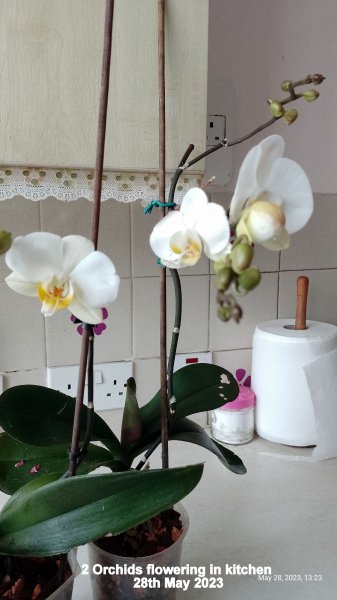 2 Orchids flowering in kitchen 28th May 2023.jpg