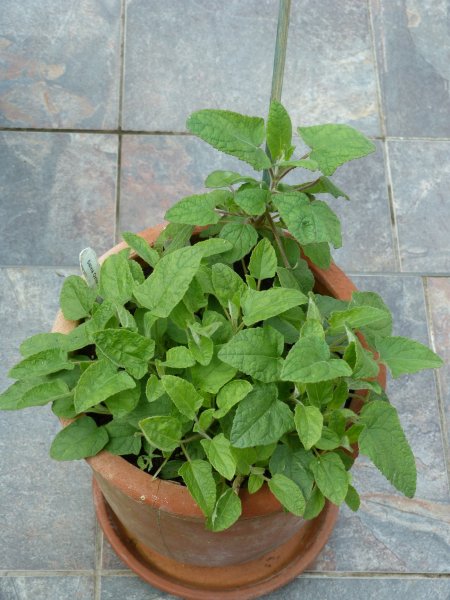 2 Salvia Patens 002.JPG