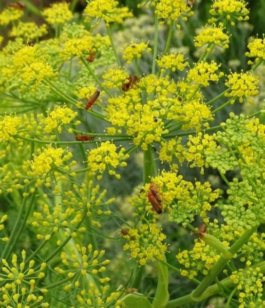 2406 insects on fennel.jpg