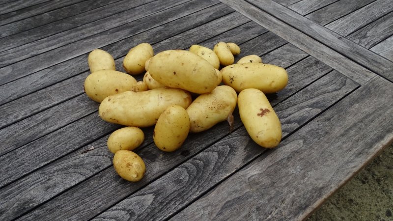 240722 first potatoes.jpg