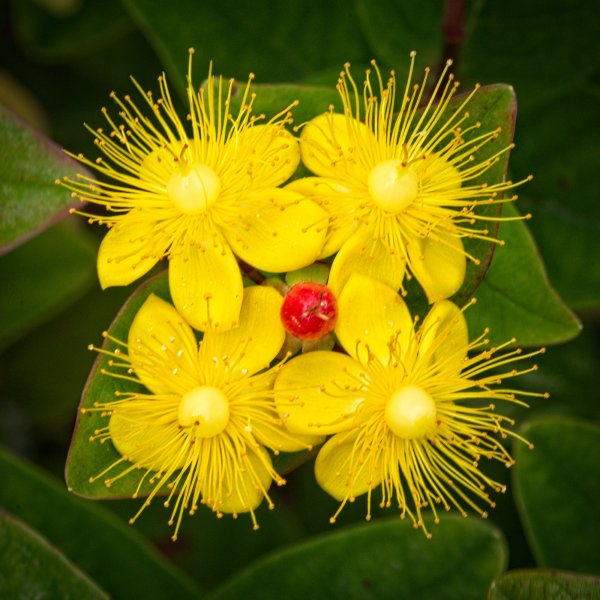 24S09508 Hypericum miracle attraction small.jpg