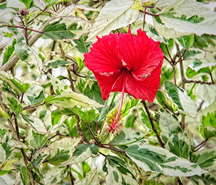 24S09963london wisley hibiscus rosa-sinensis cooperi small.jpg