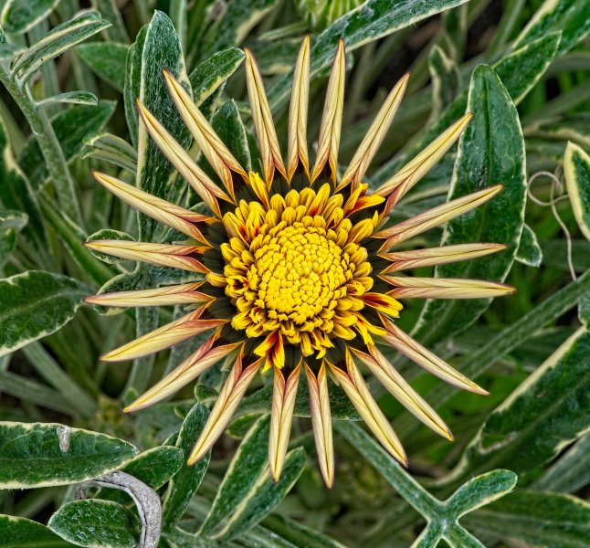 24T00571Gazania Mohawk small.jpg