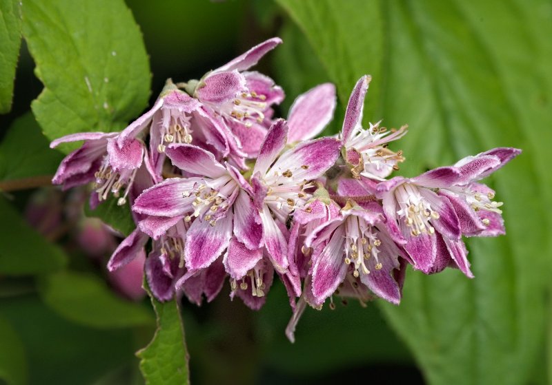 24T00586deutzia strawberry fields small.jpg