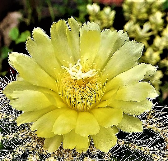 3 Notocactus warassii - Copy.jpg