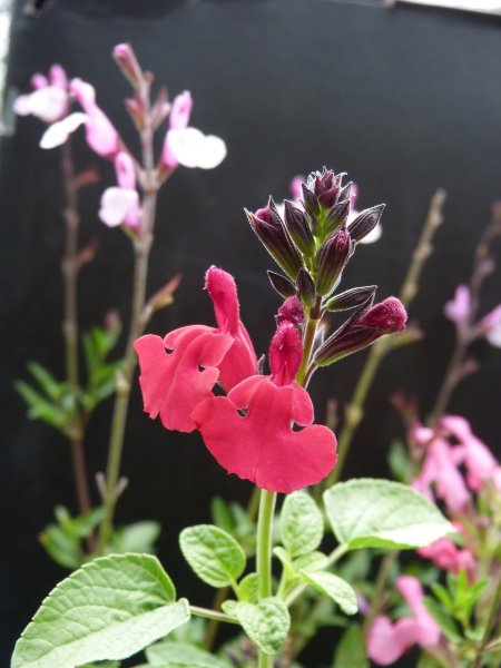 3 pink Salvias 1 Sept 2012 002.JPG