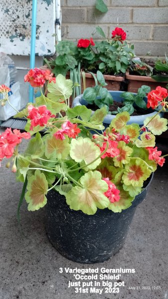 3 Variegated Geraniums 'Occold Shield' just put in big pot 31st May 2023.jpg