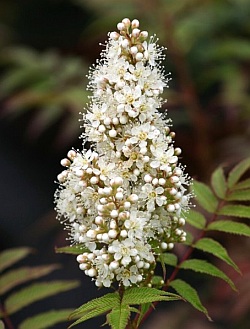 3327-sorbaria-sorbifolia-sem-false-spirea.jpg