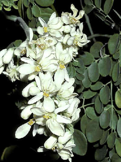 390651_Moringa_oleifera.jpg