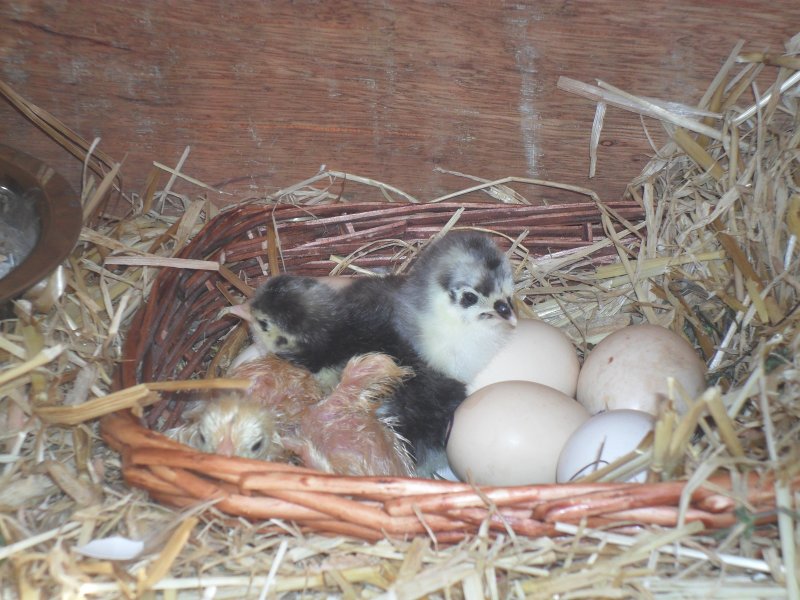 4 chicks small.jpg