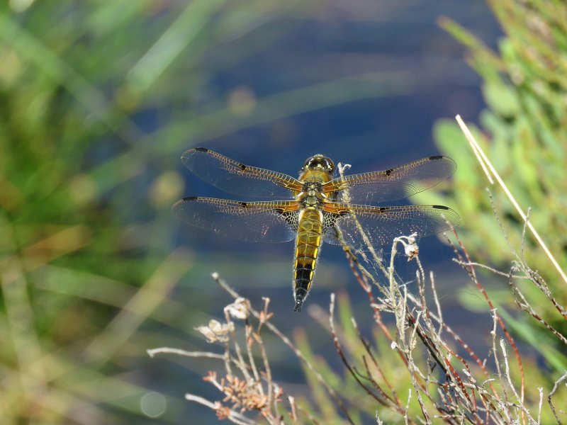 4 spot chaser.jpg