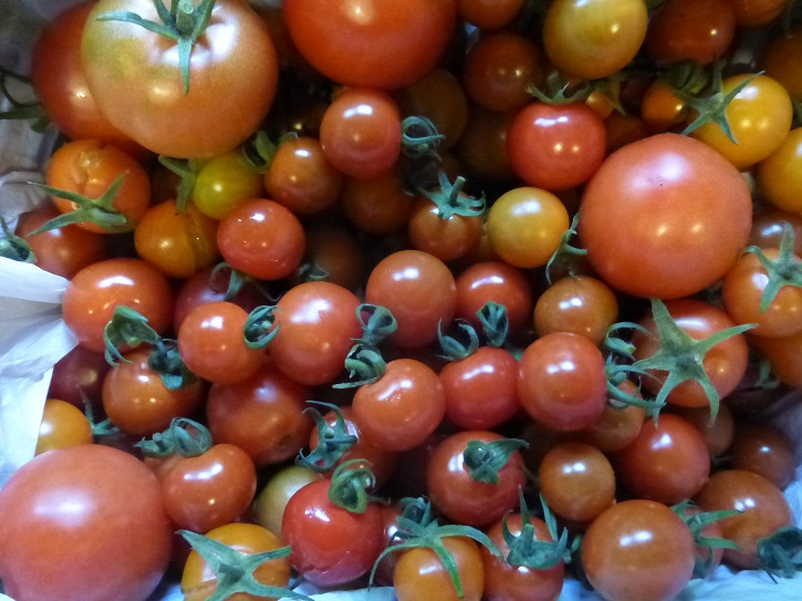 4lbs tunnel cherry toms 22.9.2015.jpg