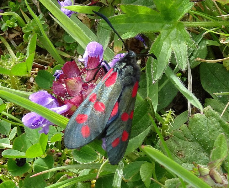 6-spotted burnett.jpg