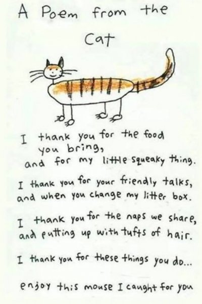 a cat poem.jpg