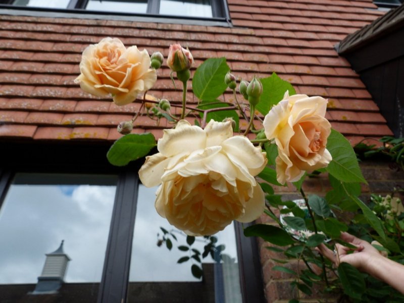 A cluster of Buff Beauties 17 June 2012.jpg