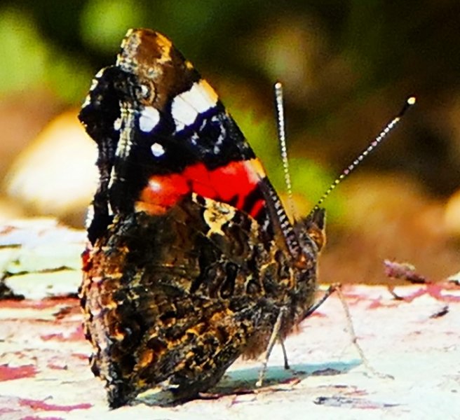 A Red Admiral.jpg