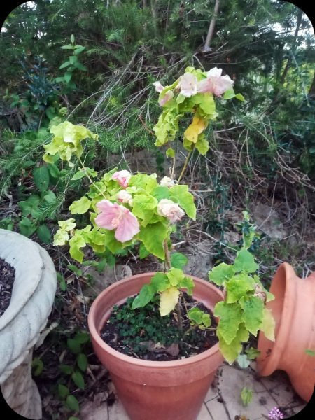 Abutilon 23 Aug 23.jpg