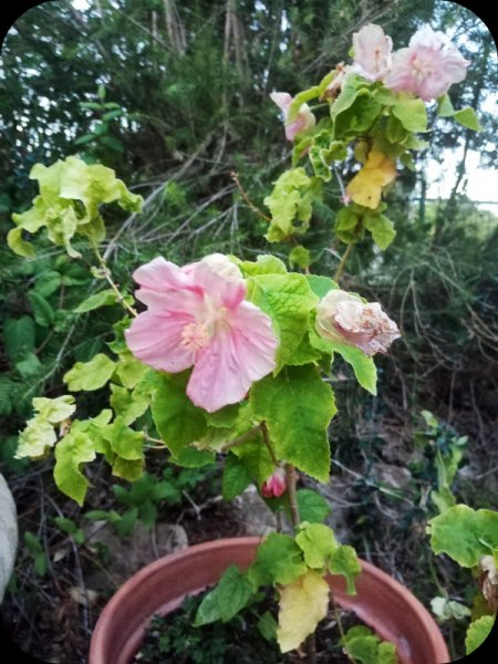 Abutilon1 24 Aug 23.jpg