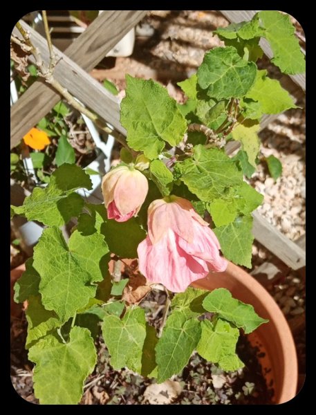 Abutilon1 30 Mar 23.jpg