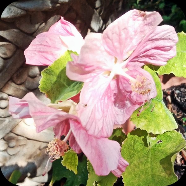 Abutilon2 3 Aug 23.jpg